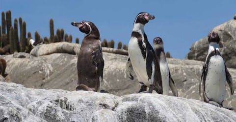 Tour privado de día completo por la naturaleza de los tesoros chilenos de alpacas y pingüinos